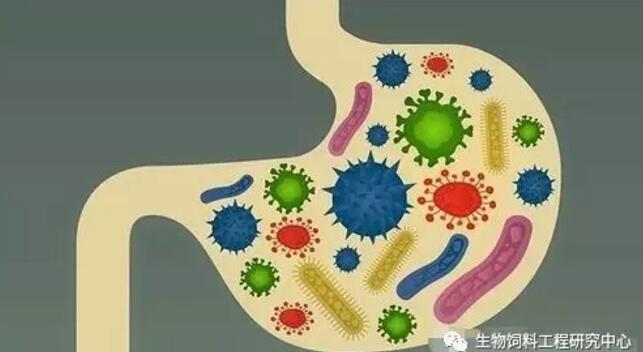 史上最全益生菌、益生元、酸化劑進口飼料企業(yè)目錄