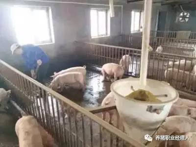 斷奶仔豬總腹瀉？是沒有堅持“三不變三漸變”原則
