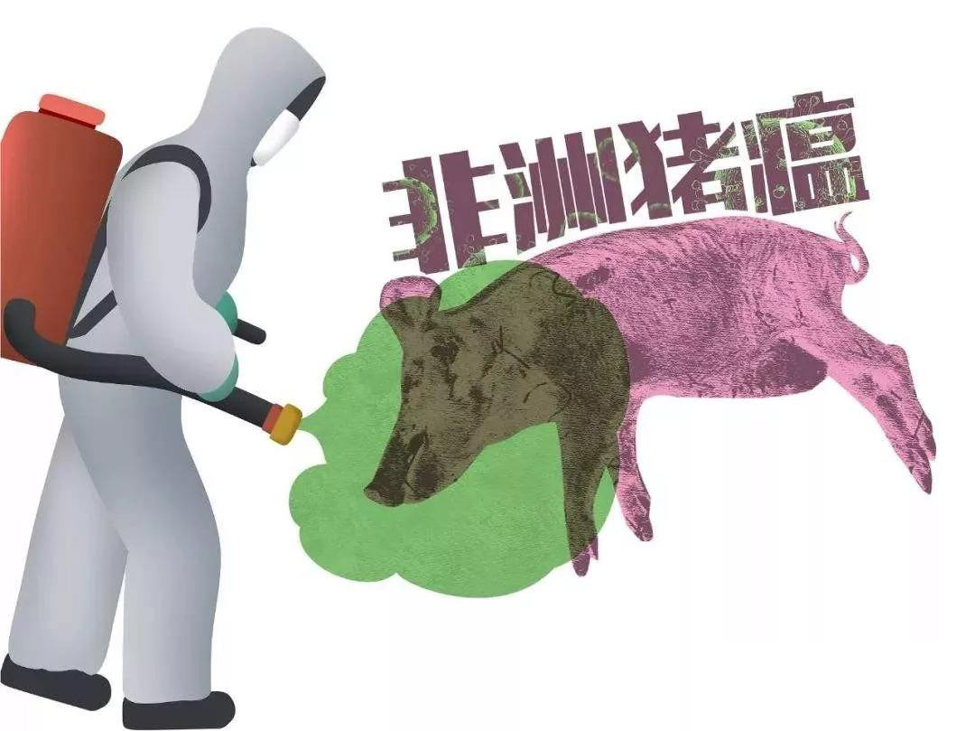 樊福好：非洲豬瘟防控，必須保護(hù)易感豬群